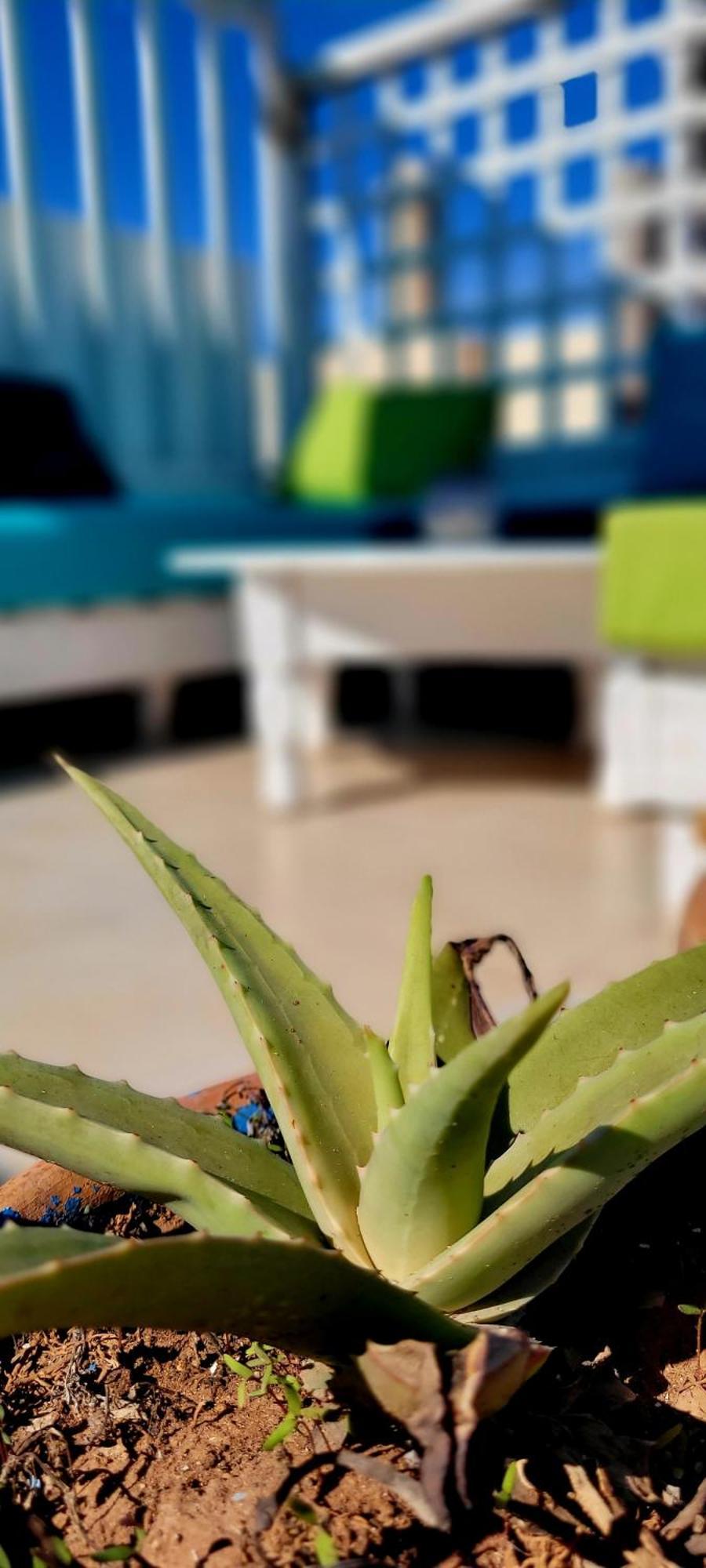 אסאוירה Riad Ocean Medina מראה חיצוני תמונה